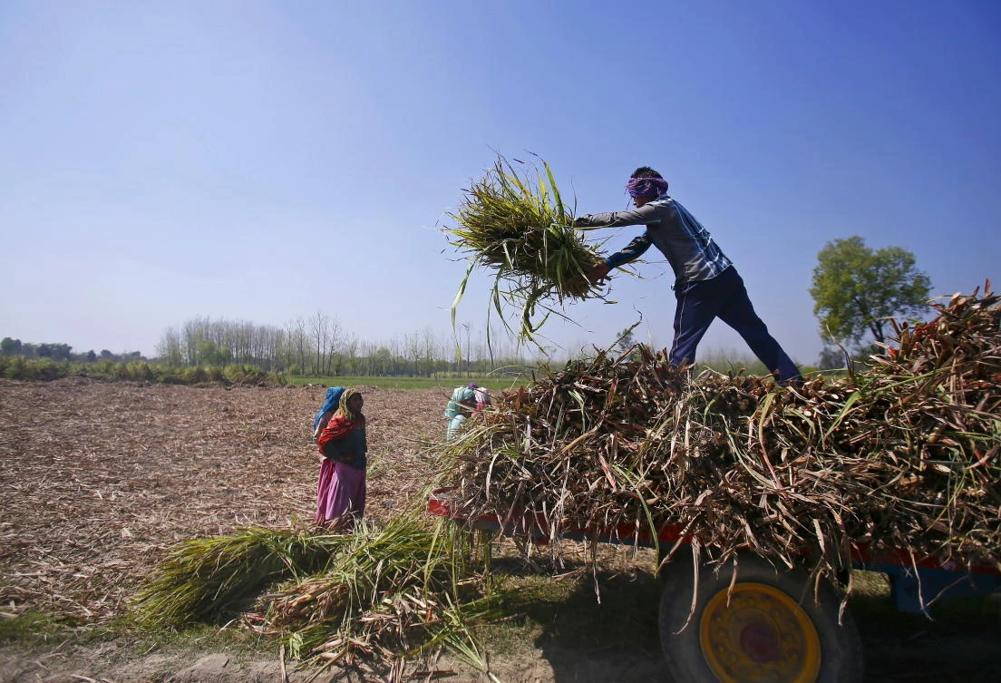 Some of India’s 263 million farmers have decided not to repay their debts, expecting loan waivers to mean they do not have to. (Reuters)