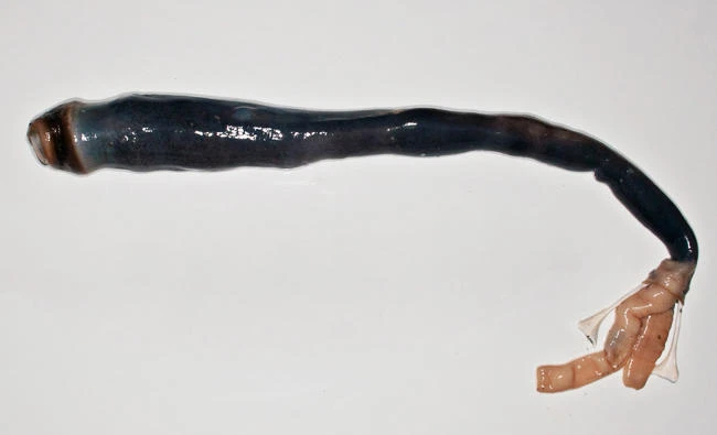 The length of a giant shipworm, a species never before studied, after removal from its shell, at a laboratory in Manila, in this April 19 file photo.(AFP)
