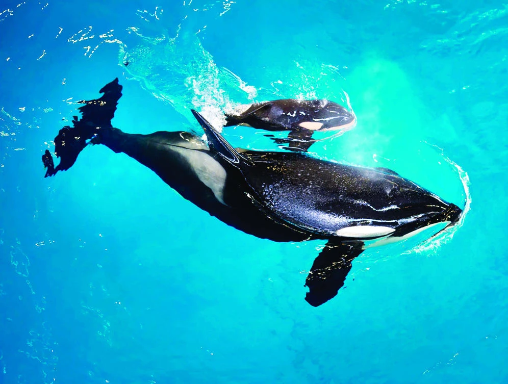 Orca Takara helps guide her newborn to the water’s surface at SeaWorld San Antonio on Wednesday. (AP)
