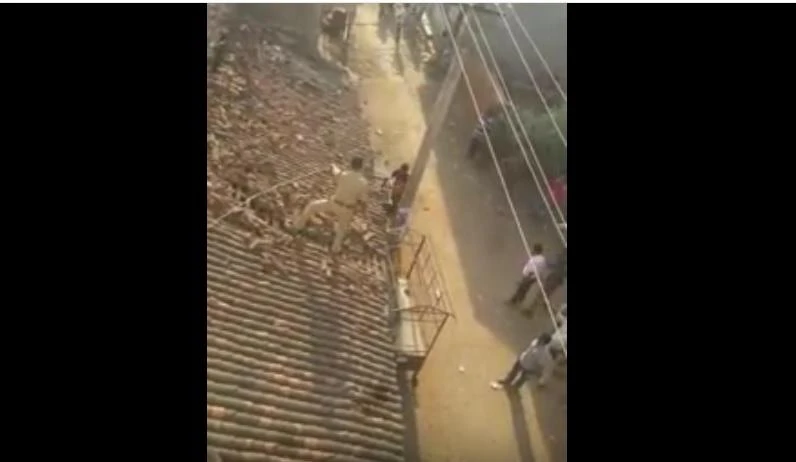 Watch: Terrifying moment Indian ranger escapes rampaging leopard
