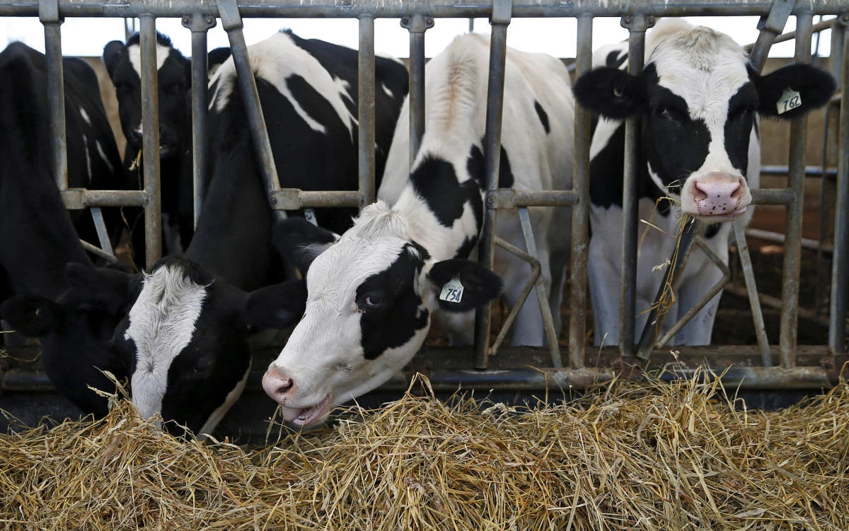 India plans to tag millions of cows to curb smuggling