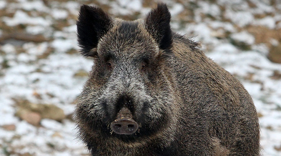 Wild boars slay three Daesh militants