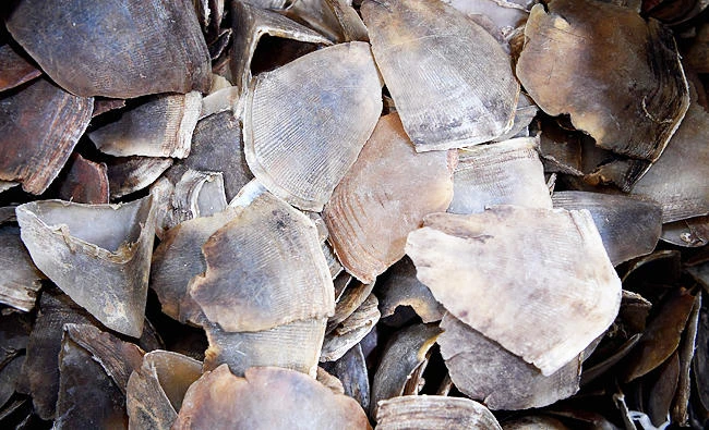 Seized pangolin scales are seen during a press conference at the Malaysian Customs Complex in Sepang on Monday. (AFP)