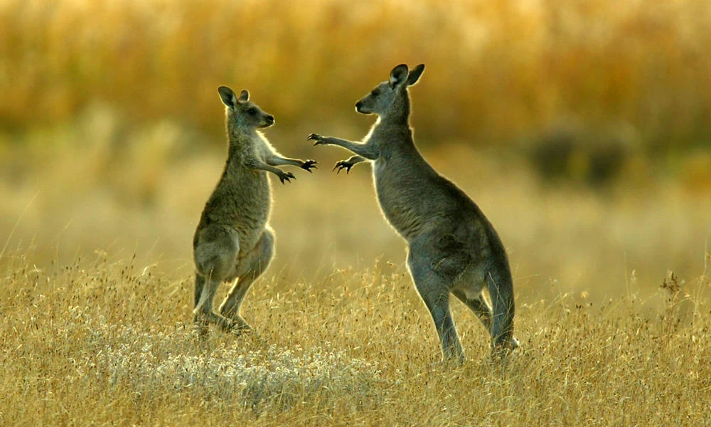 Two young kangaroos dance around each other as they fight in Namagi National Park near Australia's capital city Canberra in this file photo. In the US state of Alabama, a woman on Tuesday said a kangaroo at an animal park attacked her 9-year-old girl, biting the child in the head and causing injuries. (Reuters file photo)