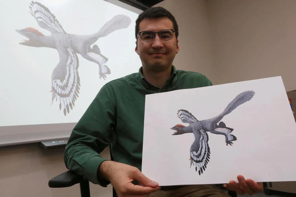 Giant bird-like dinosaur species found in China: study