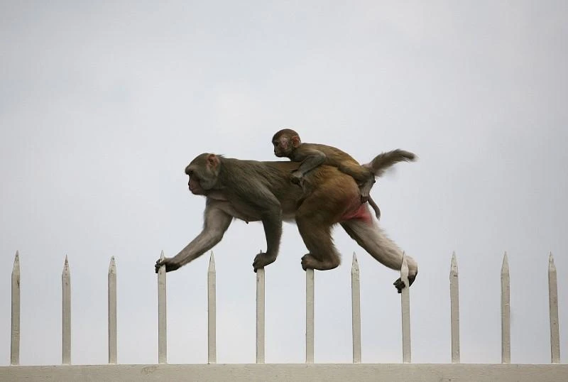 Groups of monkeys roam freely around Delhi’s streets. (File photo: Reuters)