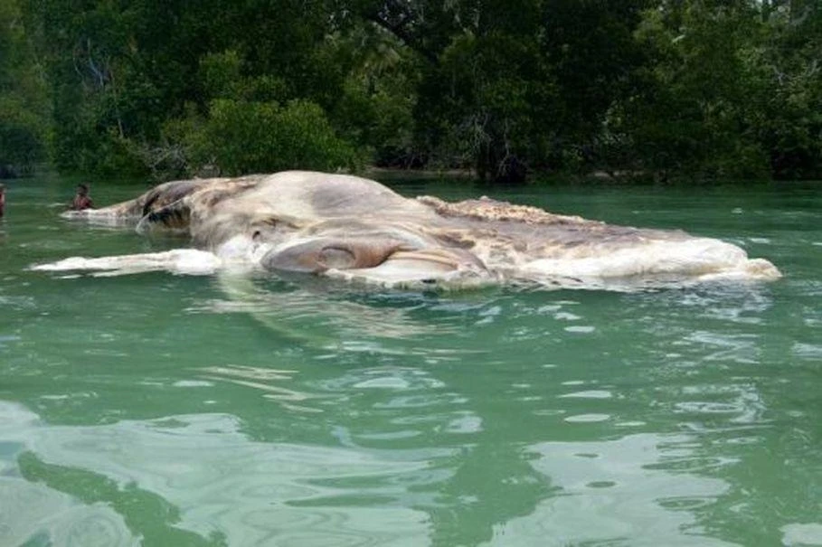 Watch: Giant mystery sea creature washes up on Indonesian beach