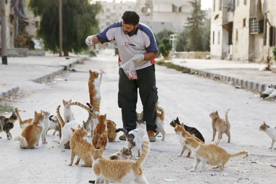 Mohammad Alaa Aljaleel feeds some of feline friends in his former neighborhood in Aleppo, Syria, in 2014. (REUTERS)