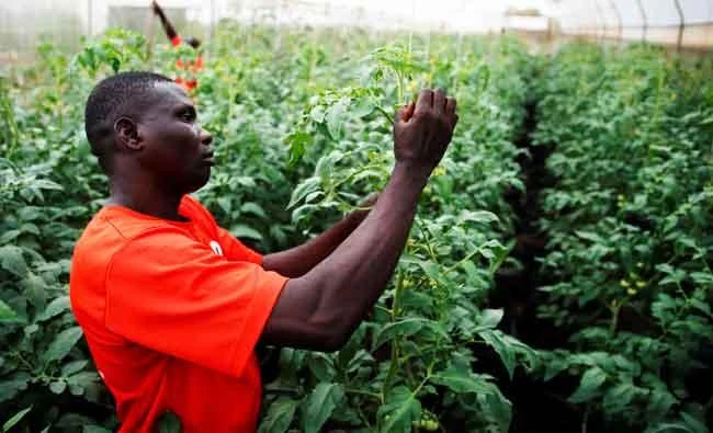 A man works inside the next generation greenhouse farm in Ikorodu on the outskirt of Nigeria's commercial capital Lagos, Nigeria, in this May 11, 2017 photo. (REUTERS)