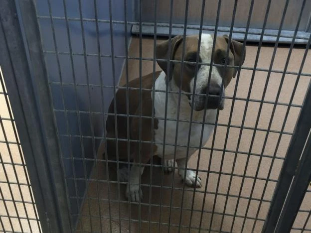 Dog in Pakistan sentenced to death after spending week in jail
