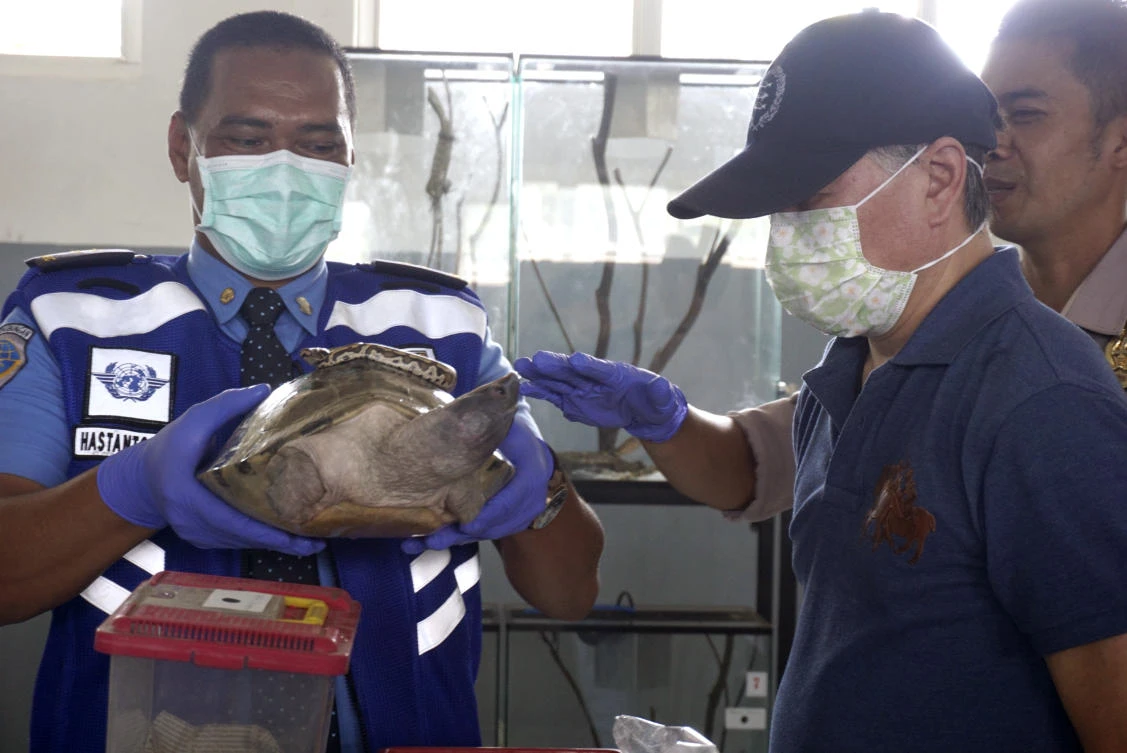 Custom officers show a turtle and a Japanese suspect, Naito Katsuhide, front right, in Jakarta on Tuesday. (AP)
