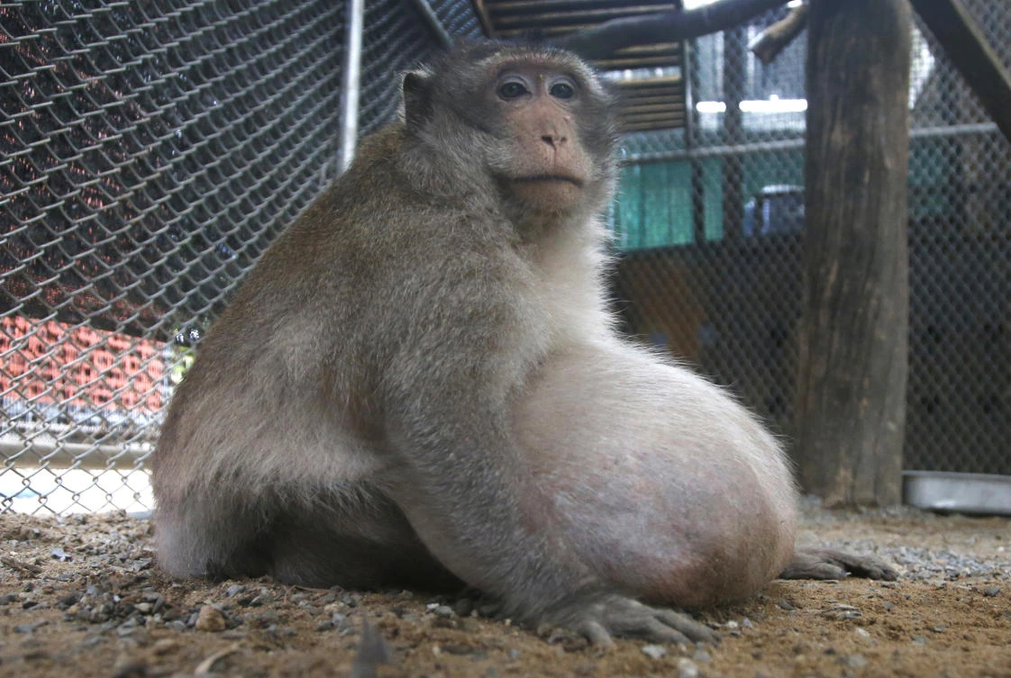 A wild obese macaque, named "Uncle Fat" who was rescued from a Bangkok suburb, sits in a rehabilitation center in Bangkok, Thailand, Friday, May 19, 2017. (AP)