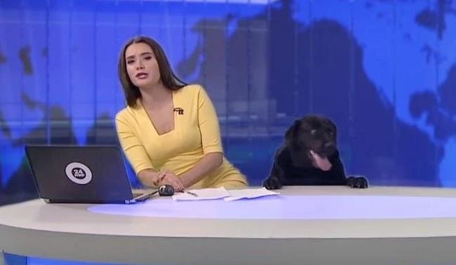 A clip of a dog interrupting a news broadcast in Russia has gone viral. (Photo courtesy: YouTube)