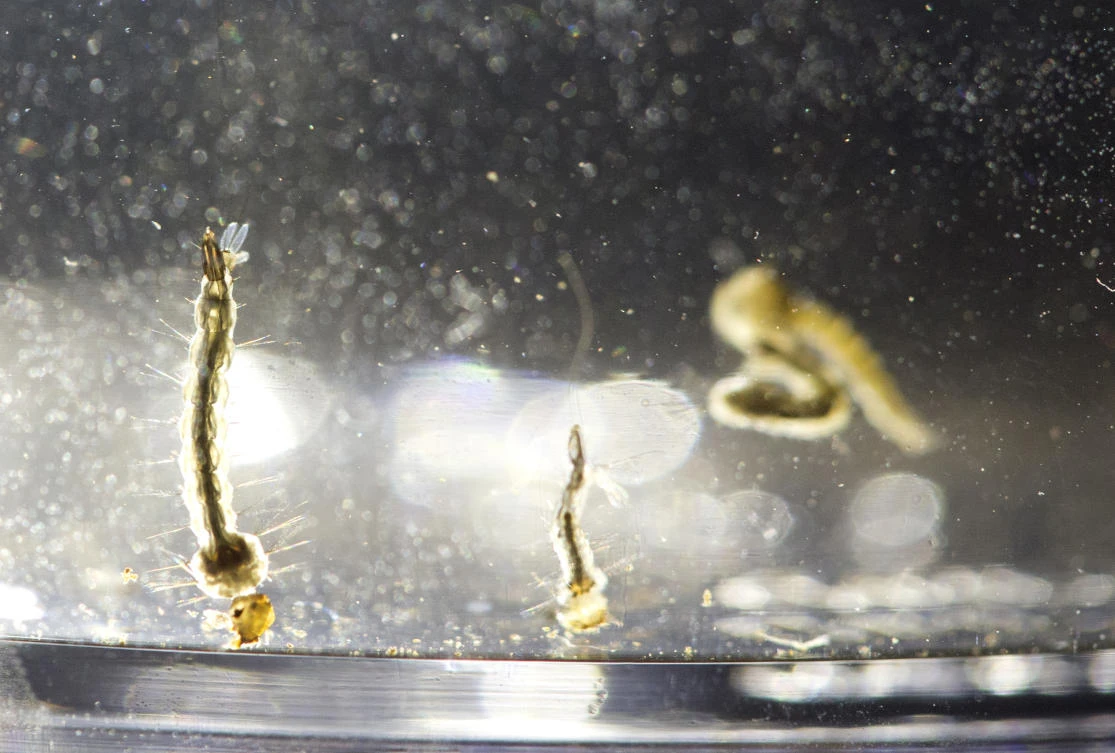 Aedes Aegypti mosquito larvae swim in a container in this file photo. India on Sunday reported its first three cases of the Zika virus, including two pregnant women who delivered healthy babies. (AP Photo/Wilfredo Lee, File)