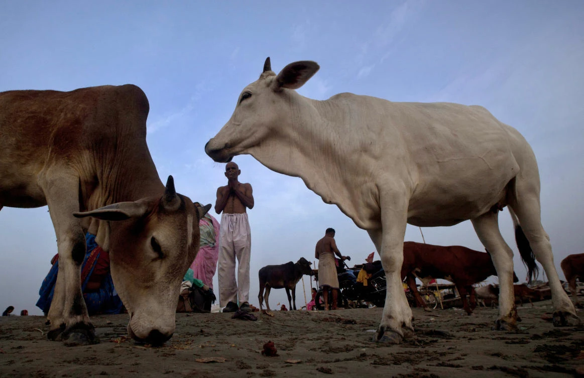 In this Sunday, July 1, 2012, file photo, cows which are considered holy by Hindus stray around as a Hindu devotee, center, offers prayers to the Sun after bathing at Sangam in Allahabad, India. (AP)