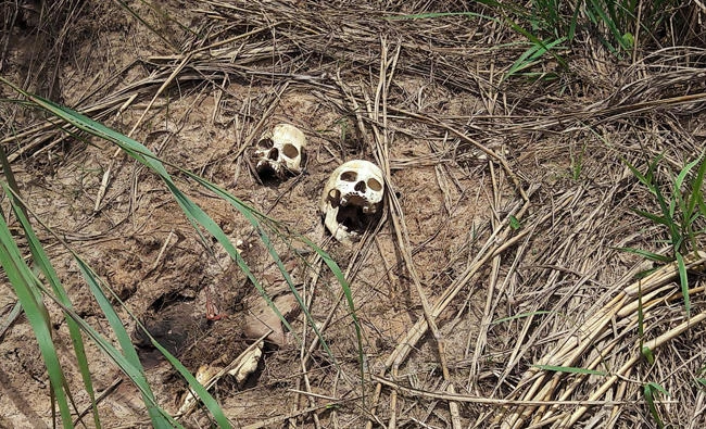 Human skulls suspected to belong to victims of a recent combat between government army and Kamuina Nsapu militia are seen on the roadside in Tshienke near Kananga, the capital of Kasai-central province of the Democratic Republic of Congo, on March 12, 2017. (REUTERS/Aaron Ross)