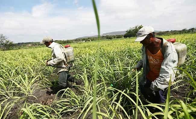 Workers spray fertilizer in a sugar cane field in Zacatepec de Hidalgo, in Morelos state, Mexico, in this May 31, 2017 photo. (REUTERS)