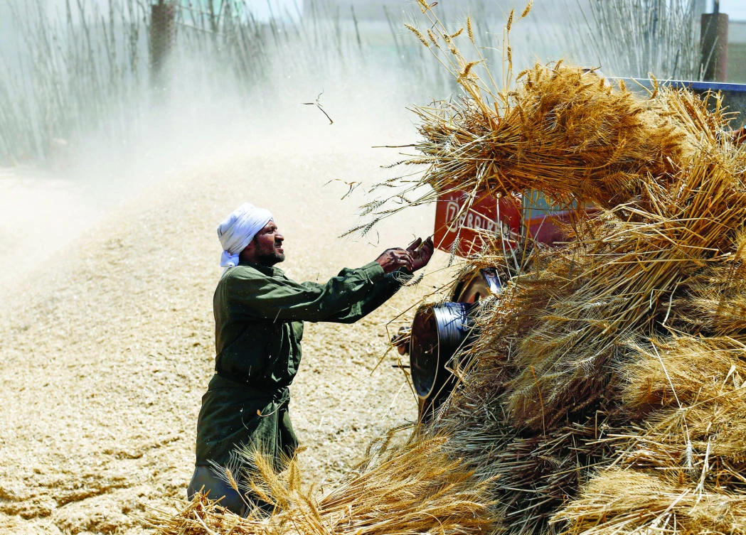 Traders said the previous zero-tolerance grain fungus requirement, which the Egyptian agricultural department said was to protect human and plant health, is impossible to fulfill and makes doing business with Egypt too risky. (Reuters)