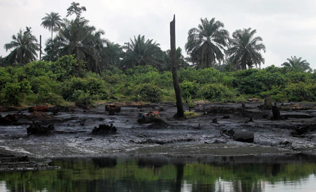 A lonely tree stands at a polluted site where illegal oil refiners work in the Bodo creek, Ogoniland near Nigeria's oil hub city of Port Harcourt. (REUTERS/Akintunde Akinleye/File photo)