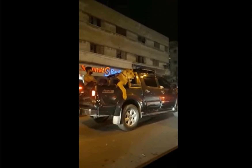 Saqlain Javed, said he was taking the lioness to the vet and had all the required permits and documentation. (YouTube)