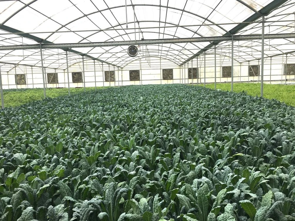 Aqua kale is grown in aquaponic conditions, which is an environment-friendly method.