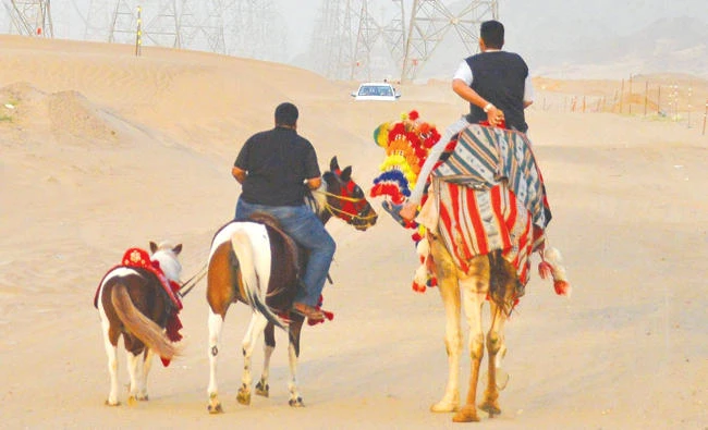 Vacationers enjoy rides in the desert outside Jeddah.