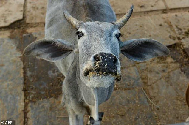 Cows are revered by Hindus and slaughtering them as well as possession or consumption of beef is banned in most Indian states, with some imposing life sentences for breaking the law. (AFP)