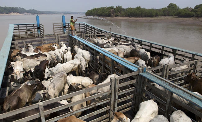 A man cools cattle on a beached boat in the Amazon river, in the city of Manaus, Brazil. (Reuters file photo)