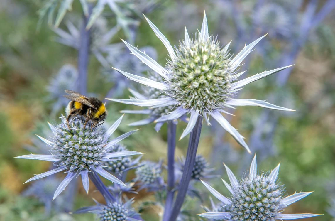 French Prime Minister Edouard Philippe ruled that a pesticide found harmful to bees would be banned in 2018 as scheduled. (AFP)