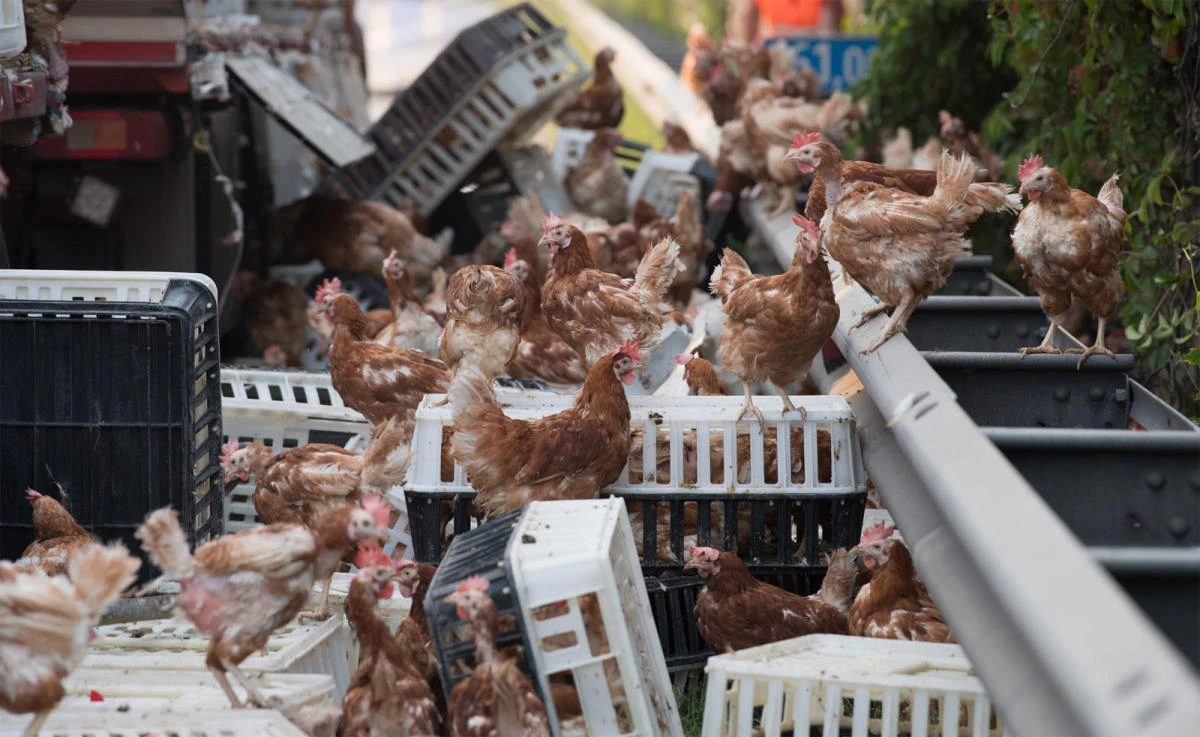 Thousands of chickens block Austrian motorway.(AFP)
