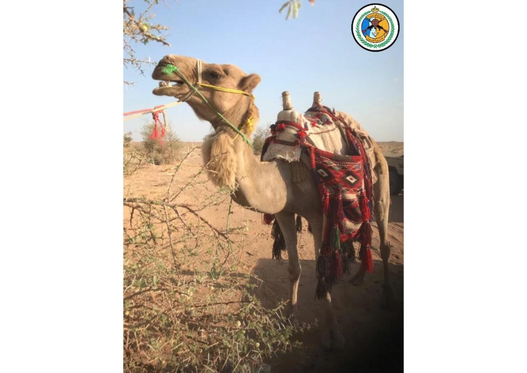 Four bags of Captagon pill were loaded on the camel’s back. (Photo supplied)