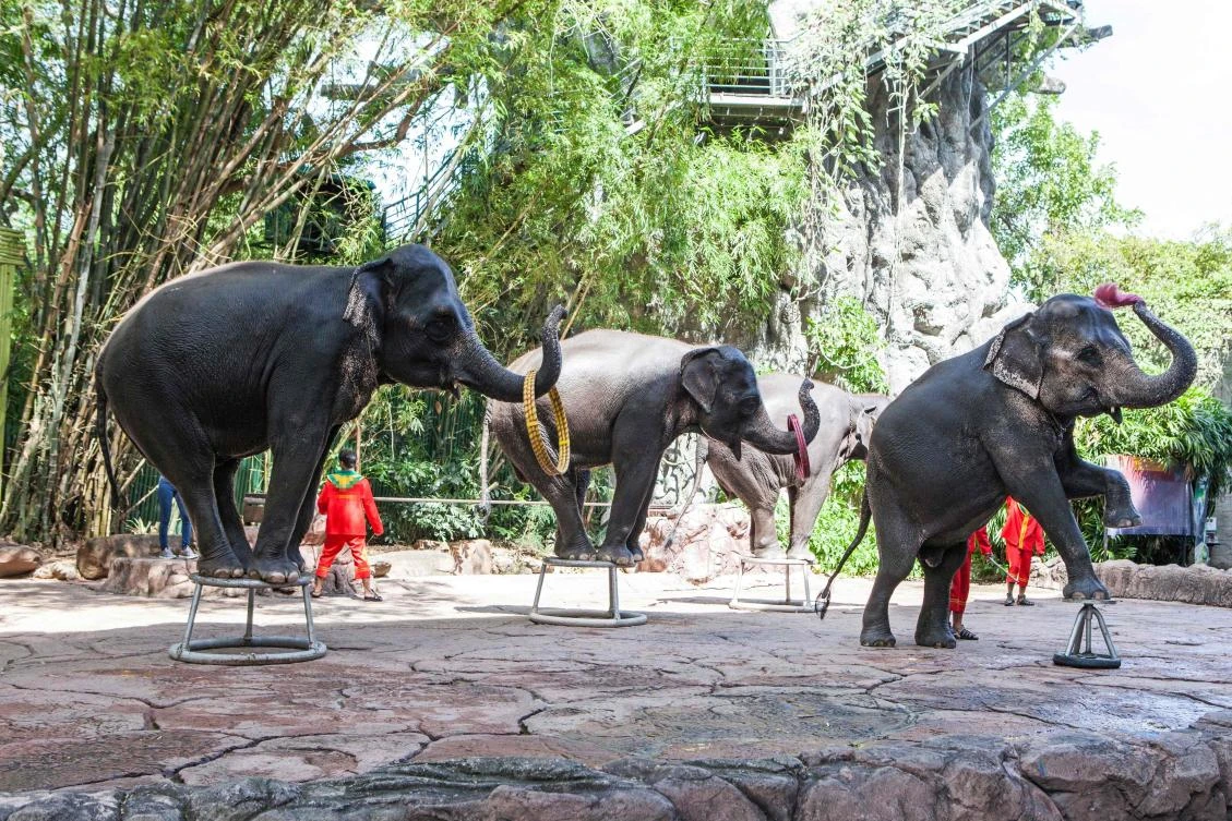 This handout from the World Animal Protection taken on December 1, 2016 and released on July 5, 2017 shows elephants performing during a show for tourists in Thailand. Twice as many elephants work in Thailand's tourism industry as the rest of Asia combined, a new report revealed on July 6, 2017, with the vast majority kept in "severely inadequate conditions". - (AFP)