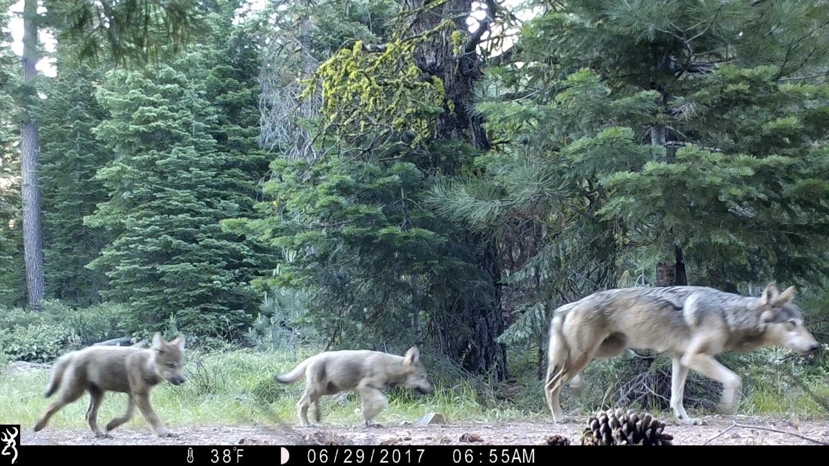 This June 29, 2017, remote camera image released by the U.S. Forest Service shows a female gray wolf and two of the three pups born this year in the wilds of Lassen National Forest in Northern California. California wildlife officials said Wednesday, July 5, the female gray wolf and her mate have produced at least three pups this year in the wilds of Lassen County. (U.S. Forest Service via AP)