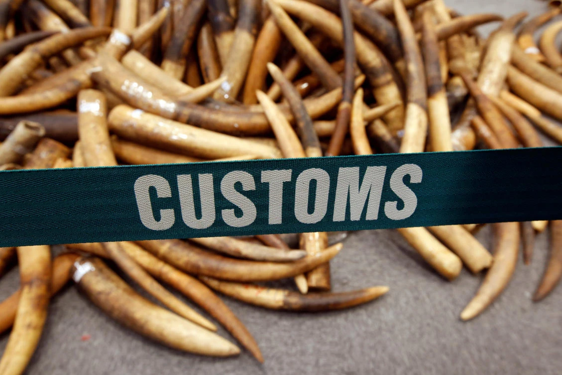 Ivory tusks seized by Hong Kong Customs are displayed at a news conference in Hong Kong, China July 6, 2017. (REUTERS)