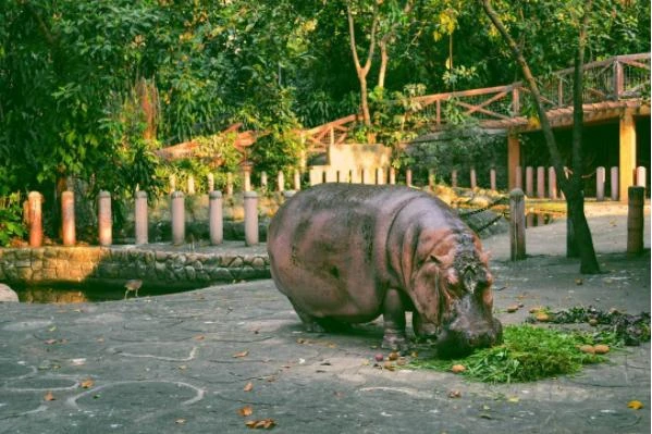 Bertha, the world's oldest hippo, has died at the age of 61 in Manila Zoo, her home since its opening in July 1959. (Photo courtesy: Instagram)