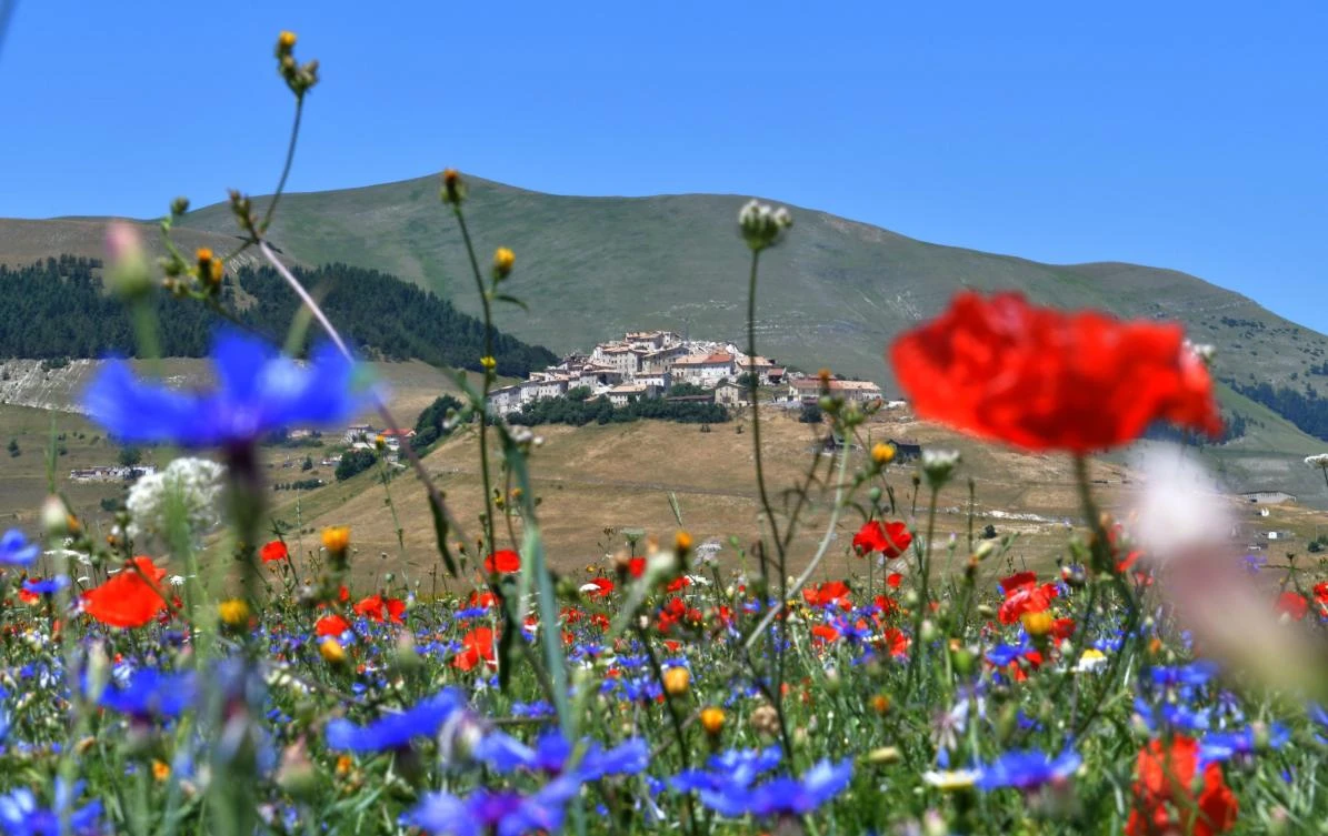 This picture taken on July 8, 2017 shows flowers in bloom, including lentil fields and poppies near Castelluccio, a small village in central Italy’s Umbria region. After the hearthquake in Octber 2016 the road reaching Castellucio was open today to turists for the first time to watch the blooming of lentils. (AFP)