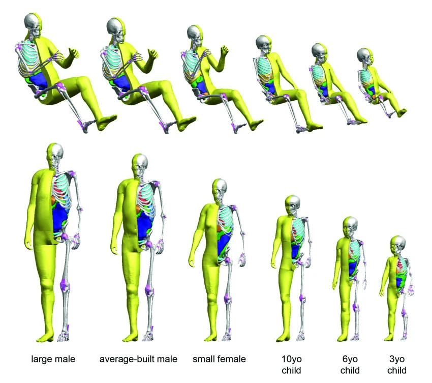 THUMS allows for computer simulation and analysis of actual conditions during a crash and of the
mechanisms of injury occurrence.