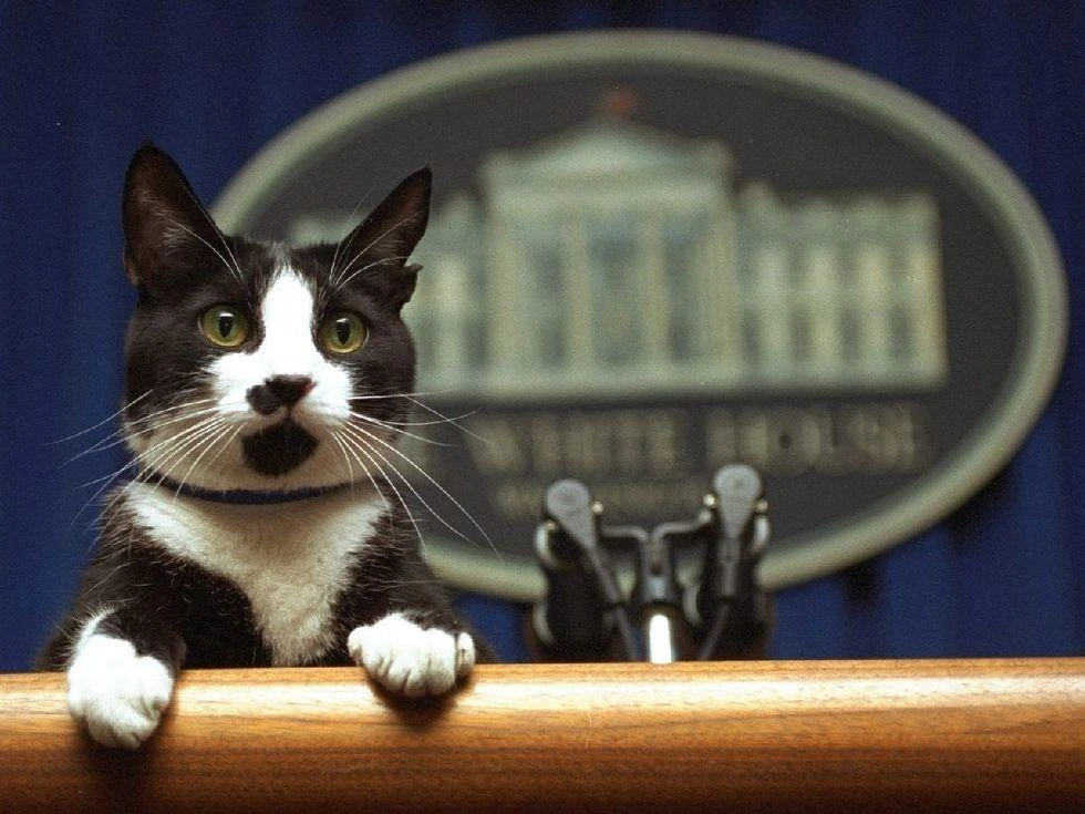 Cat in the White House! (Photo courtesy: screen grab)