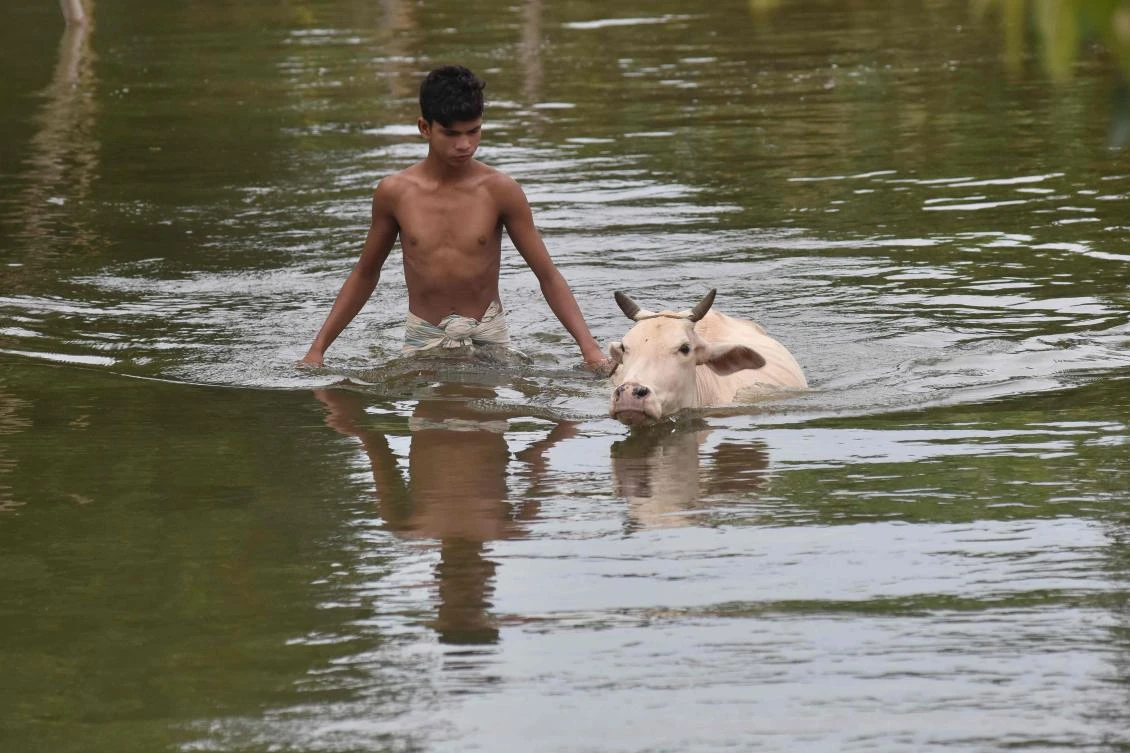An Indian villager walks cattle through floodwater at Buraburi village in Morigaon district in the northeastern state of Assam on July 12, 2017. Floods have affected 350,000 people living across 13 districts in Assam as the annual monsoon rains continue to cross the Indian sub-continent. (AFP)