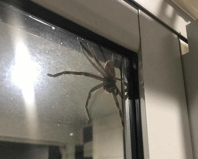A giant spider appeared on a couple’s patio door in Australia. (Photo courtesy: Facebook)