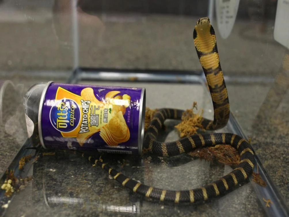Man arrested for smuggling deadly cobras in potato chip cans