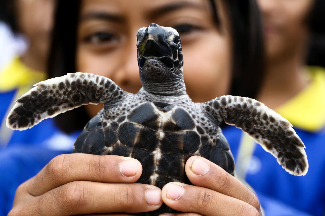 A well-wisher holds a sea turtle at the Sea Turtle Conservation Center as part of the celebrations for the upcoming 65th birthday of Thai King Maha Vajiralongkorn Bodindradebayavarangkun, in Sattahip district, Chonburi province, Thailand, July 26, 2017. (REUTERS)