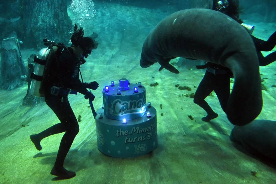 Aquarists deliver a "cake" for Canola, a Singapore-born manatee, to celebrate its third birthday at the River Safari in Singapore on July 26, 2017. Canola, weighing over 30 kilograms at birth, celebrated its third birthday 10 times heavier weighing around 300 kilogrames on July 26. (AFP)
