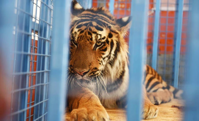 A handout photo taken on July 21, 2017 and released on July 28, 2017 by FOUR PAWS shows members of a rapid response team of FOUR PAWS transporting a tiger in Cobanbey, after it was rescued from the destroyed Magic World amusement park near Aleppo. (AFP)