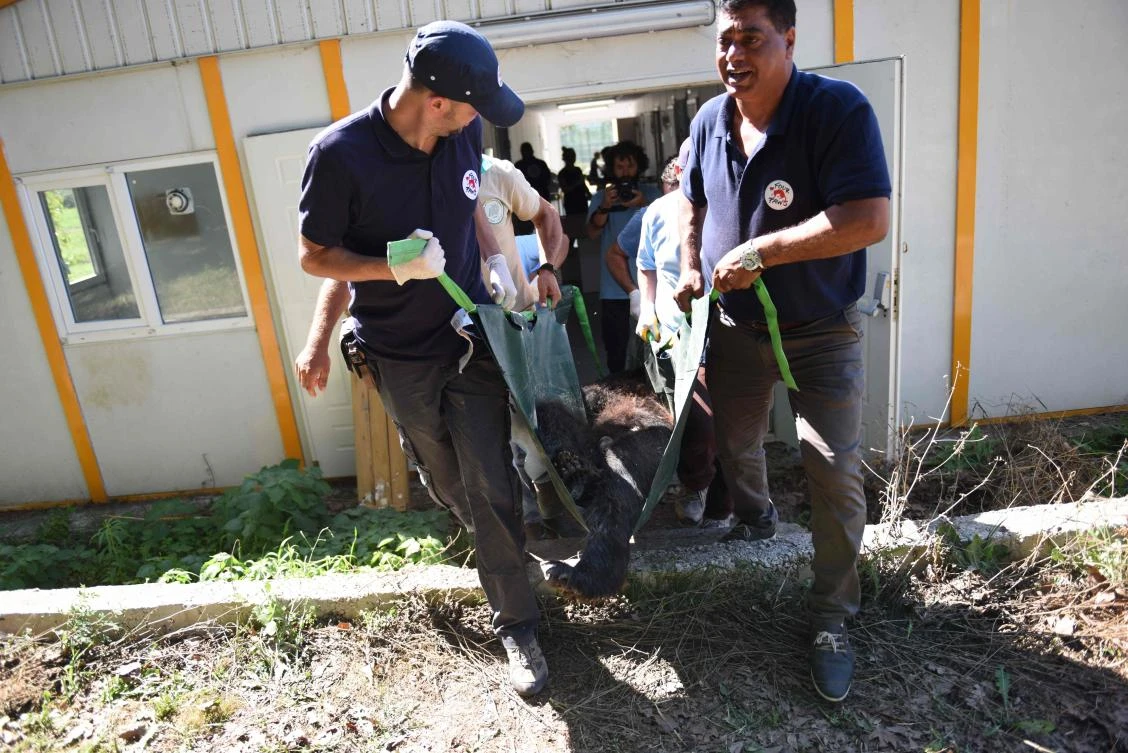 A handout picture taken on July 23, 2017 and released on July 28, 2017 by FOUR PAWS shows members of a rapid response team of FOUR PAWS transporting a wild animal in Cobanbey, after it was rescued from the destroyed Magic World amusement park near Aleppo. An international animal welfare charity was on July 28 completing the evacuation of a group of a dozen wild animals stranded in a neglected zoo in the conflict-torn Aleppo province of northern Syria. The Four Paws group was seeking to move two lions and two domestic dogs from the "Magic World" zoo and amusement park in Syria over the border into Turkey and then to an animal protection centre in the north of the country, a spokesman for the charity told AFP. - RESTRICTED TO EDITORIAL USE - MANDATORY CREDIT "AFP PHOTO / FOUR PAWS / AHU SAVAN AN" - NO MARKETING NO ADVERTISING CAMPAIGNS - DISTRIBUTED AS A SERVICE TO CLIENTS / AFP / FOUR PAWS / Ahu Savan An / RESTRICTED TO EDITORIAL USE - MANDATORY CREDIT "AFP PHOTO / FOUR PAWS /