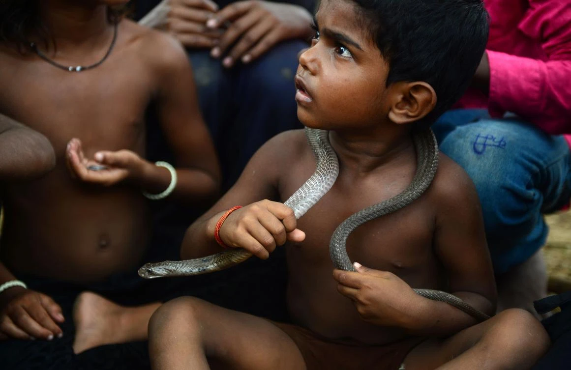 In this photo taken on July 14, 2017, the son of an Indian snake charmer holds a cobra snake around his neck in Kapari village, around 40km southwest of Allahabad in Uttar Pradesh state. Officially the snake charmers' profession is banned in India, but many in the country offered prayers and milk blessings to cobras and other deadly serpents on July 28 in an annual tribute. The 800,000 charmers and their young apprentices come to the fore for the Nag Panchami festival which dates back several centuries. Many of the boys and girls in Kapari village in the northern state of Uttar Pradesh play with the snakes as though they are toys -- in Kapari and the scores of other snake charmer villages across India, adults bring up their children in the profession from a young age to avoid fear. / AFP / SANJAY KANOJIA