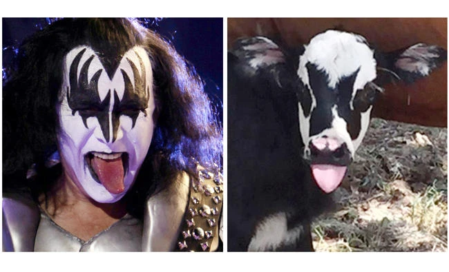 This July 28, 2017, photo at right, provided by Heather Taccetta in Kerrville, Texas, shows a newborn calf named Genie, with facial marking that resemble Gene Simmons, the bass player for the rock group KISS, shortly after its birth in Kerrville. On Sunday, July 31, 2017, Simmons, shown in an April 5, 2009, file photo, tweeted his admiration for the calf. (Heather Taccetta via AP, right), (AP Photo/Natacha Pisarenko, left)