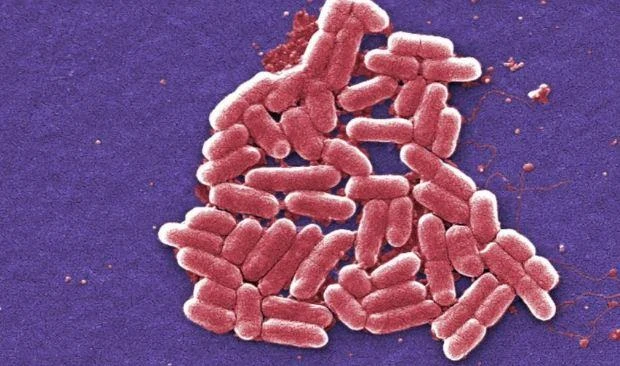 The most germ-filled object in your home is…
