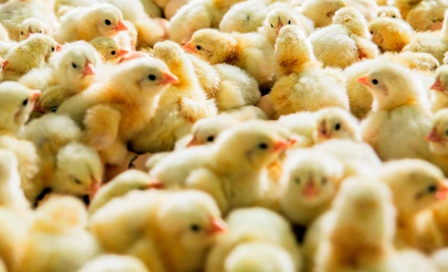 Millions of chickens face cull in Europe health scandal