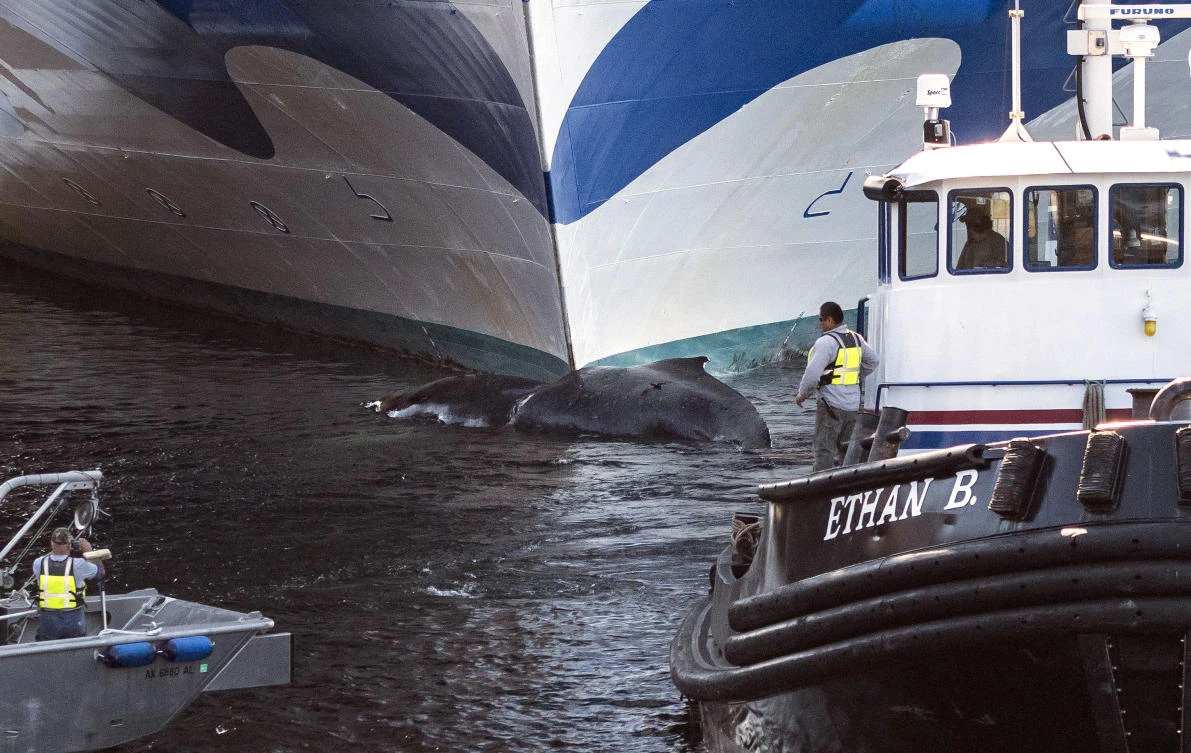 Dead whale found on bow of cruise ship entering Alaska port